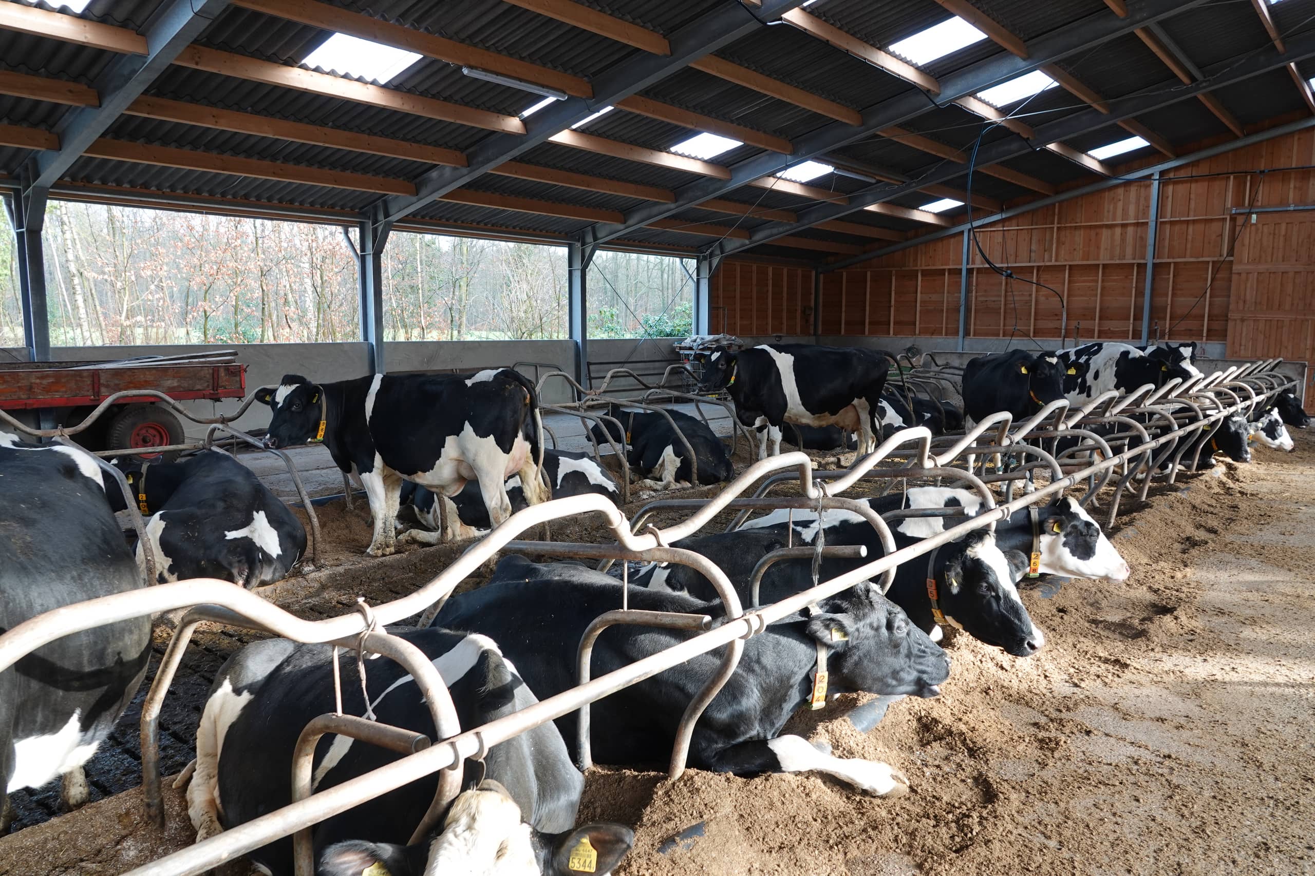 Koeien melkveehouderij