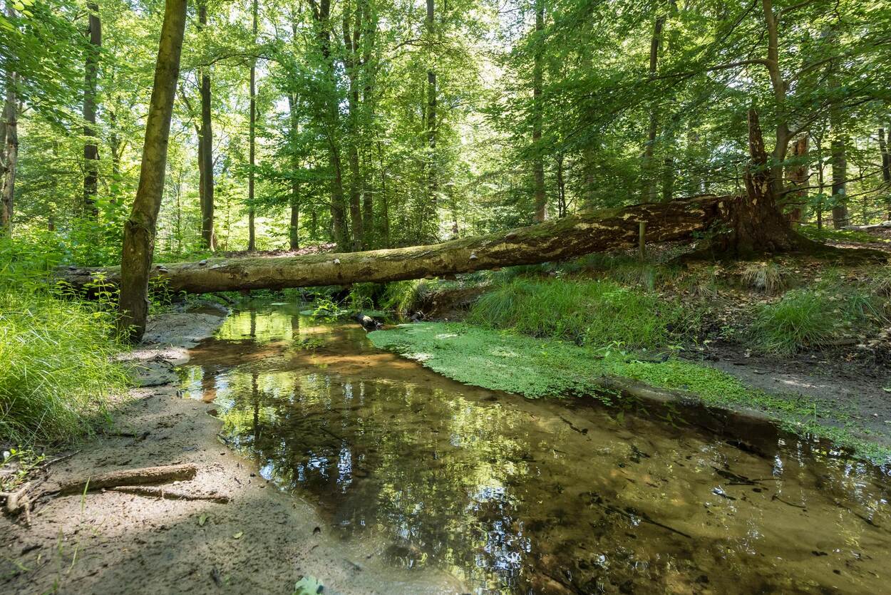 Beekje in een bos